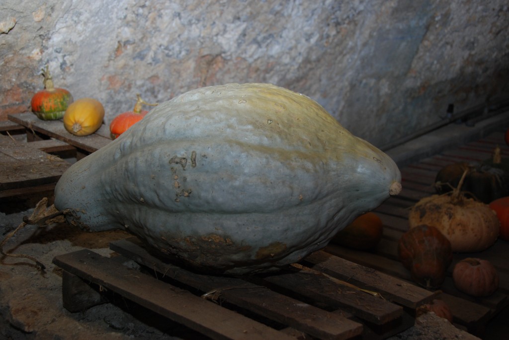 Pumpkin harvest Le Potager Du Roi Le Jardin FengShui