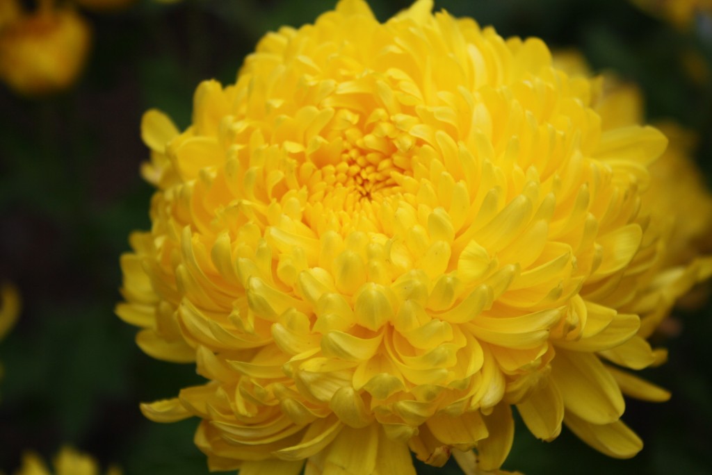 6-Chrysanthem-Imperial-Le-Jardin-FengShui