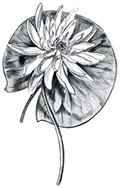5.Plans-Jardin